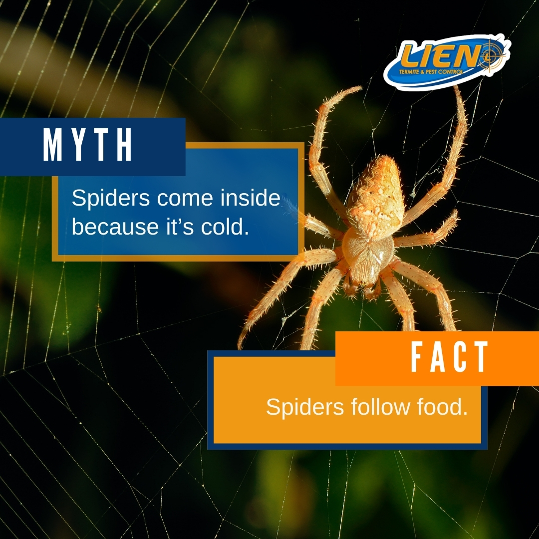 LienTermite's tweet photo. Myth: Spiders come inside because it’s cold.

Fact: They follow food.

Winter pushes insects indoors, and spiders follow. Understanding behavior helps reduce activity.

You can Lien on us for what’s bugging you!

#pestfacts #omaha https://t.co/mZoTgciMVG