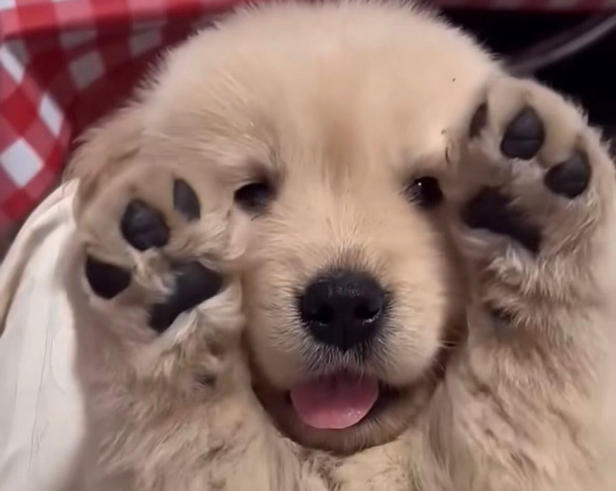 Puppies 🐶 tweet media