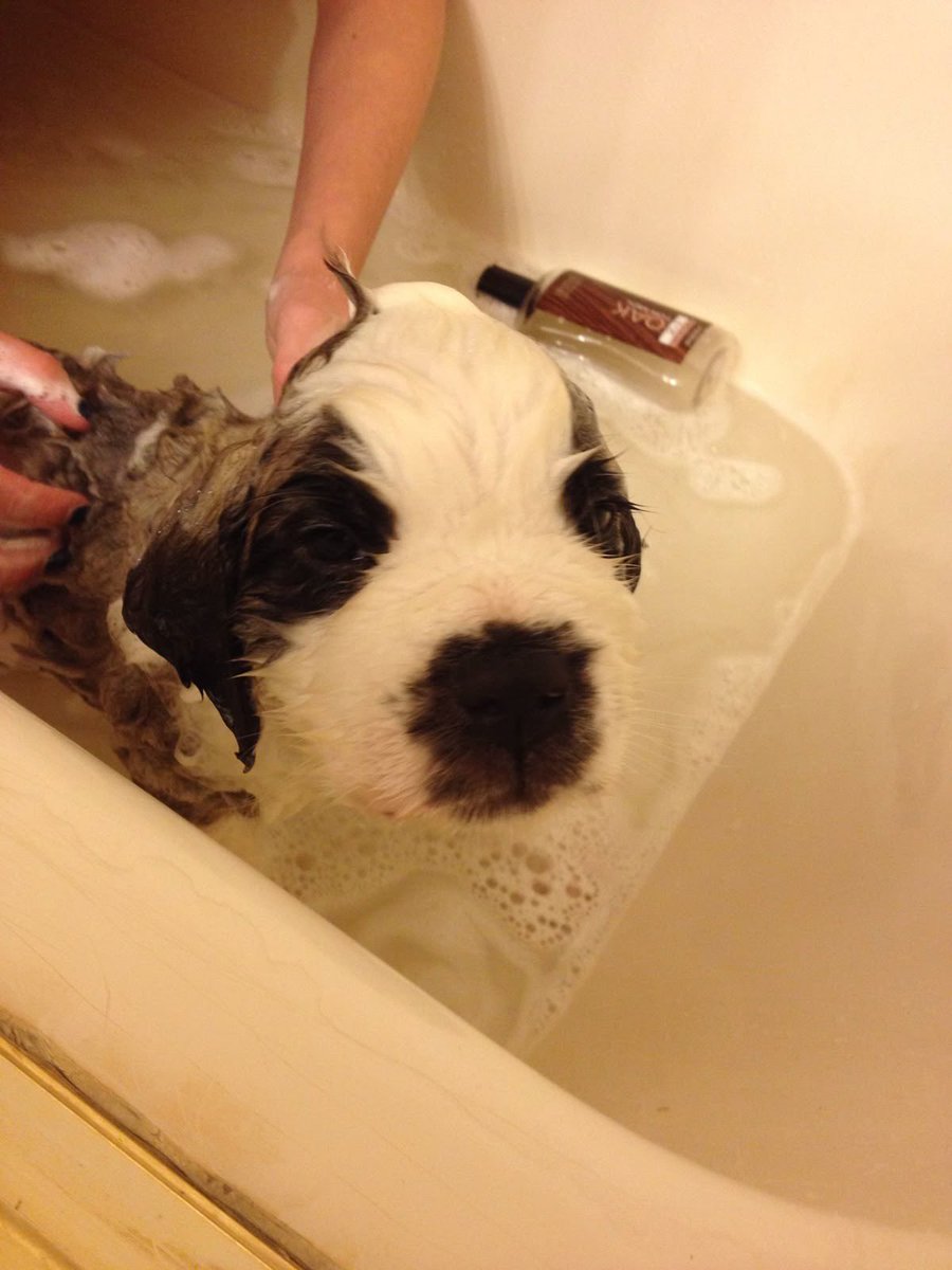 Hora do banho do jotinha!!!!