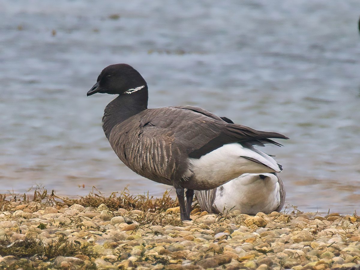 WarranPhoto's tweet photo. Several #Dunlin came close at #Ferrybridge yesterday. Love to see the speed they walk about and also quite a few black bellied #Brent Geese https://t.co/90aGXOtrqV