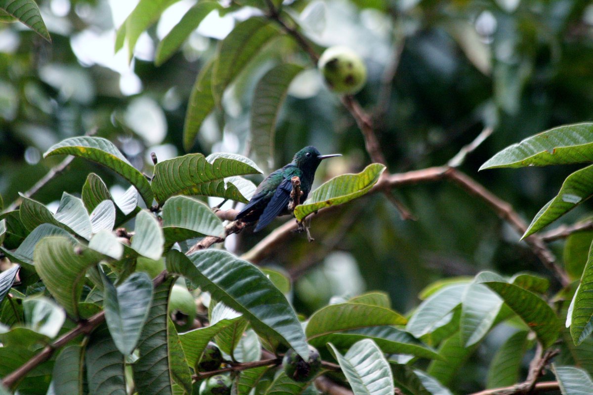 Steely-vented Hummingbird, Rincon de la Hacienda restaurant, Calarca', Quindio, Colombia, August '12