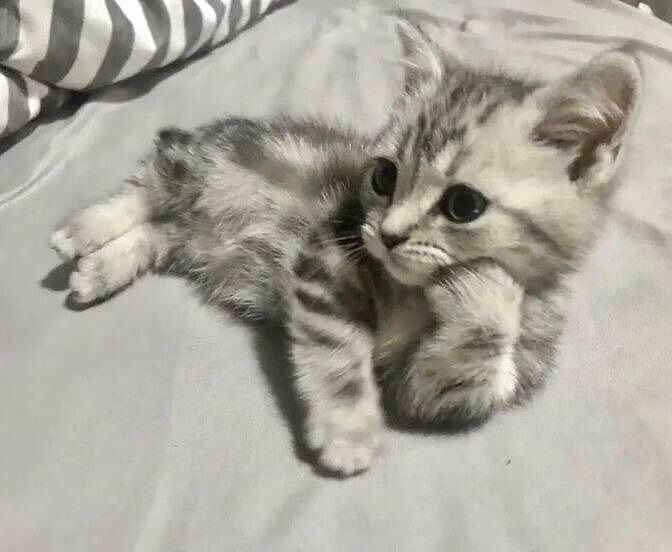 LuckRed‼️ - 🐺⚠️/📚🪄 tweet media