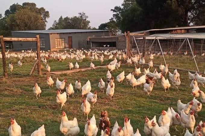 Europa.com tweet media