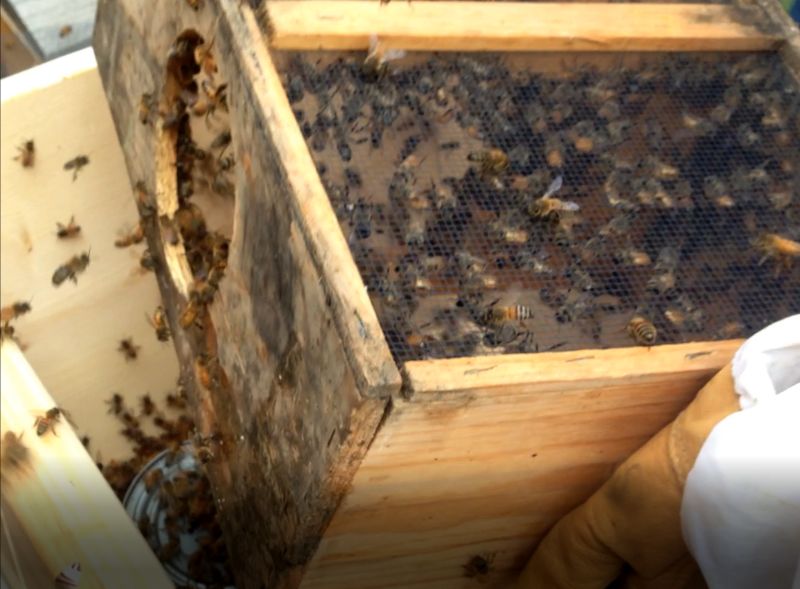 beeguardian's tweet photo. Online Bee Guardianship Skill Sessions with Corwin Bell - https://t.co/v08VgWOUB9 https://t.co/5iHi21MpIl