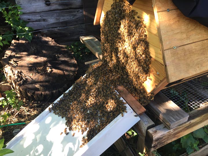 beeguardian's tweet photo. Online Bee Guardianship Skill Sessions with Corwin Bell - https://t.co/v08VgWOUB9 https://t.co/5iHi21MpIl