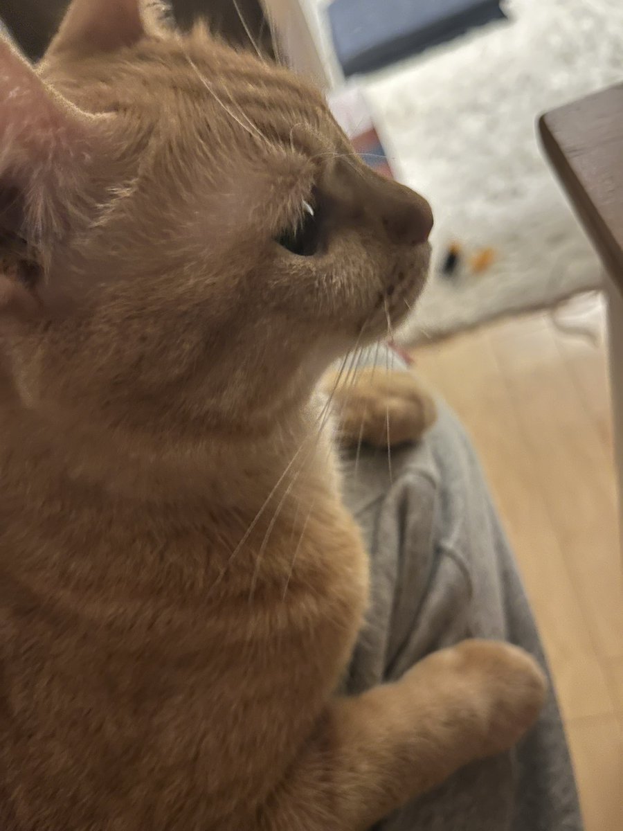 nam1941's tweet photo. 猫の日は過ぎた、

#猫の日
#間に合わない
#馬券当たらない https://t.co/NuXdrWSyoV