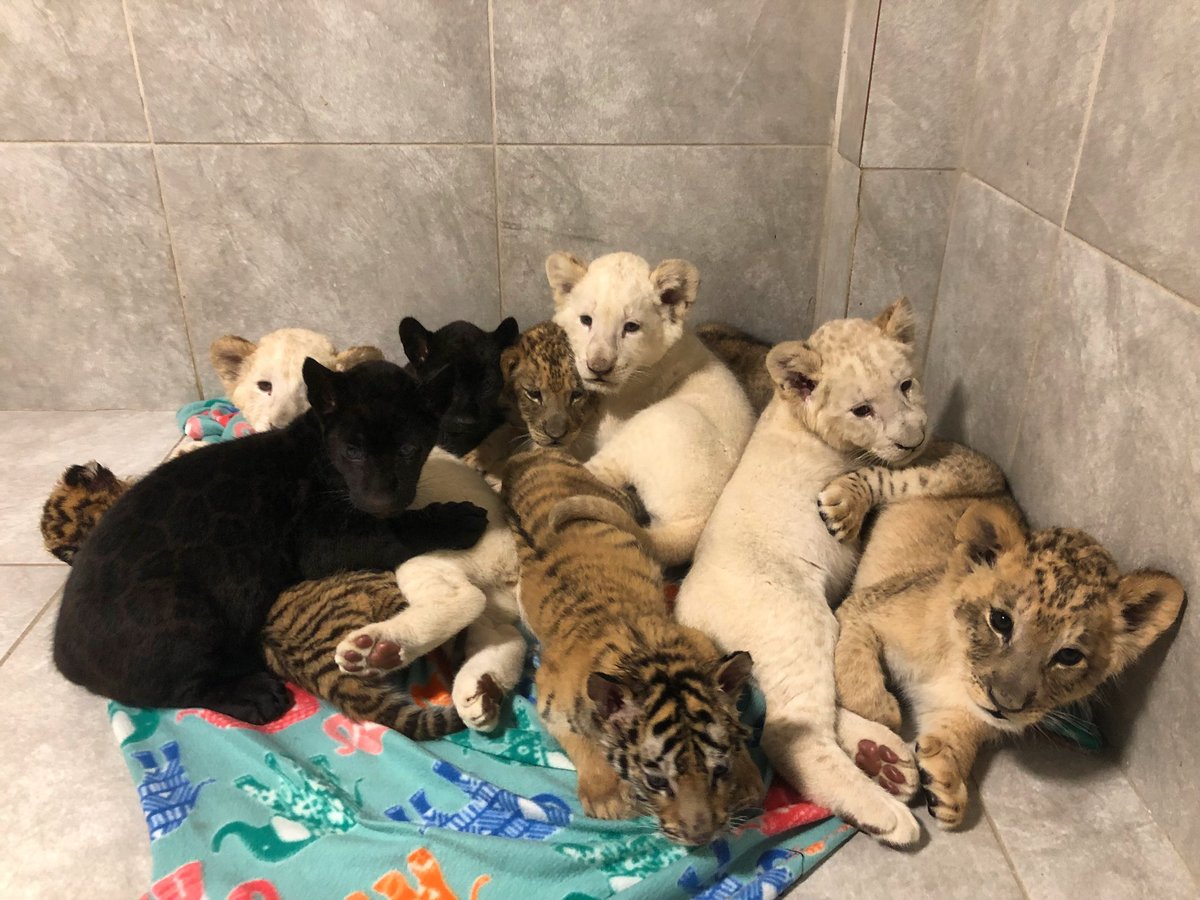 Wlunagang218's tweet photo. @sneako Yo brother check out $ZWF @MarioZWF owns this wildlife park in Miami Florida he owns lots of cats and could use some help spreading awareness to get the help he needs for his animals! Ps this is Petra she had her leg amputated do to another cat attacking her. https://t.co/f9ejkdwNZI