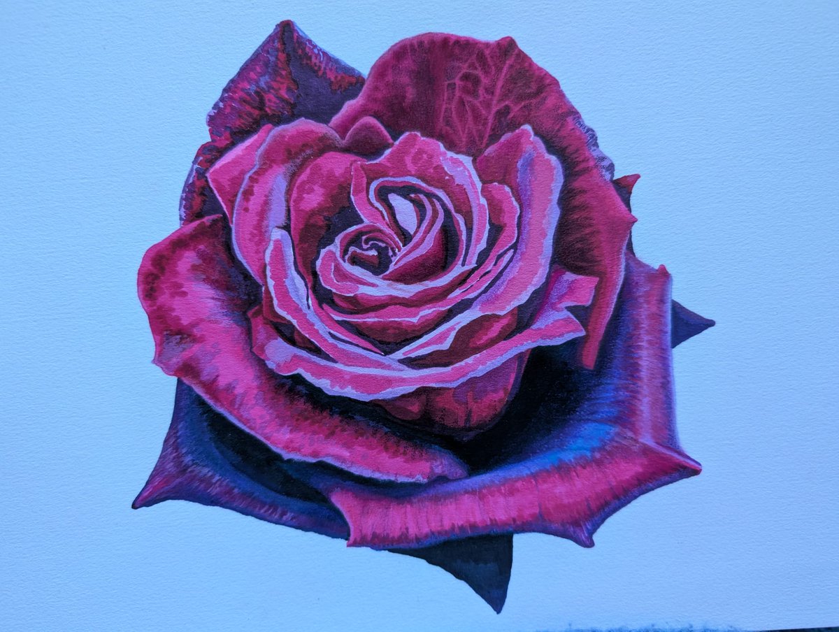paradellogram's tweet photo. I can never seem to take a photo even close to what a piece of art looks like -.- work in progress, I have been poked to share more of my art. Mixed media, alcohol marker base and working over the top with coloured pencil. Reference is a photo of a rose from my garden! https://t.co/0sFMiMZmDE