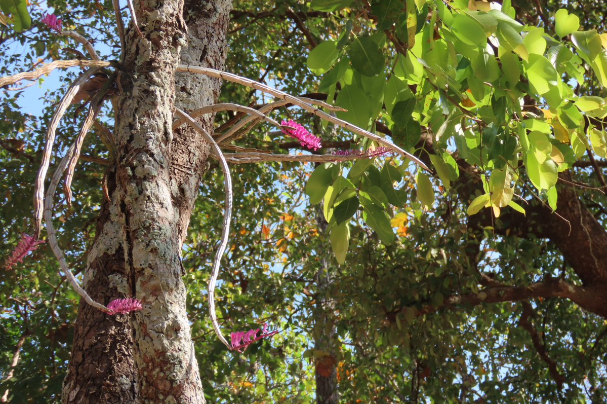 บานสะพรั่งรับซัมเมอร์! 🌸✨ "เอื้องแปรงสีฟัน" กล้วยไม้ป่าสีชมพูม่วงสดใส ตัดกับแต้มสีเหลืองที่กลีบปาก พบได้ตามป่าผลัดใบและป่าดิบเขาช่วง ก.พ. - เม.ย. นี้📍 พิกัด: อุทยานแห่งชาติภูพาน จ.สกลนคร
#เอื้องแปรงสีฟัน #กล้วยไม้ #สกลนคร #อุทยานแห่งชาติภูพาน #กรมอุทยานแห่งชาติ