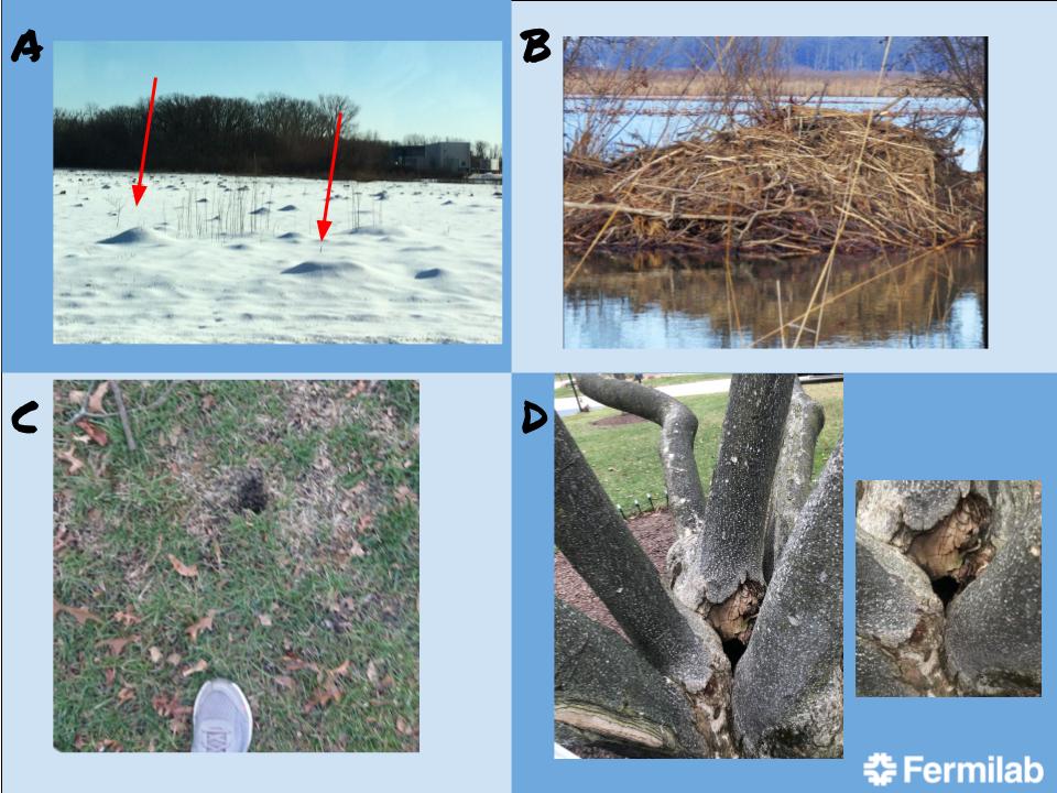 Fermilab Education Office tweet media