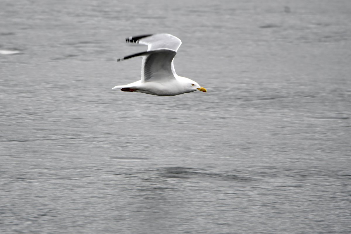 Today In Nature tweet media