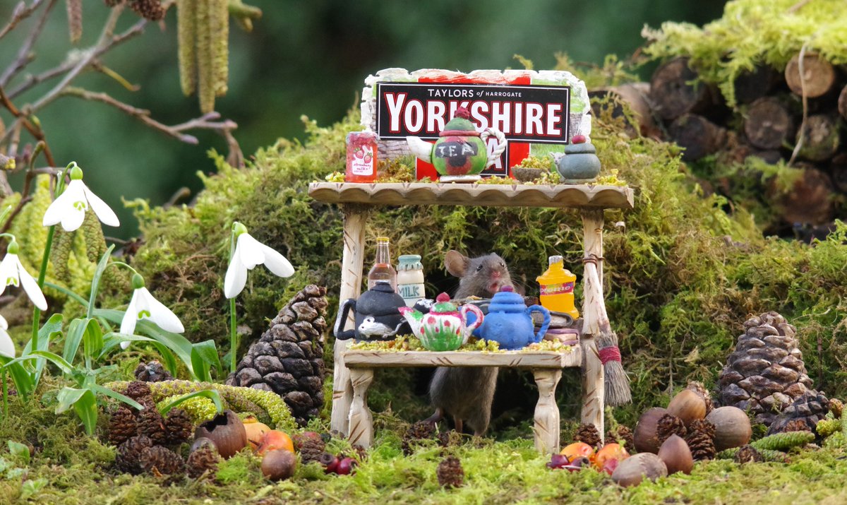 George the Mouse in a log pile house - Simon dell tweet media