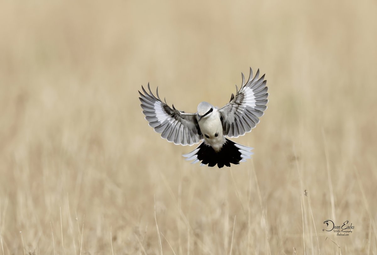 DEAN EADES WILDLIFE PHOTOGRAPHY tweet media