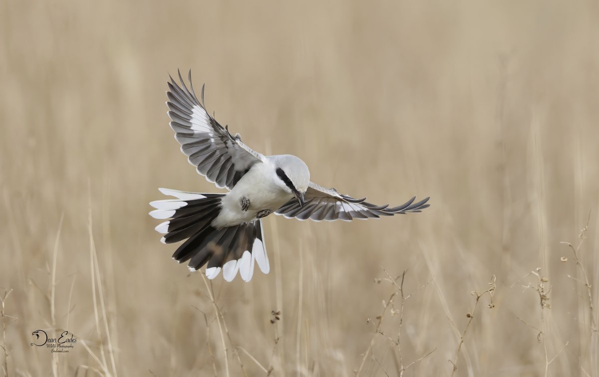 DEAN EADES WILDLIFE PHOTOGRAPHY tweet media
