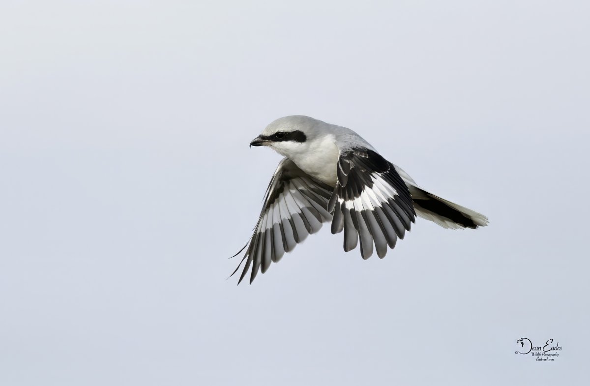 DEAN EADES WILDLIFE PHOTOGRAPHY tweet media