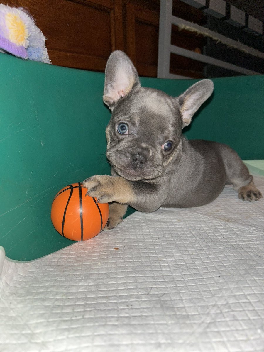 BaysideFrenchie's tweet image. We have 2 girl and a boy, blue-tri Frenchie pups ready to go to new homes. Will deliver - 95 corridor between DC and Boston. Pick up in Maryland. Visit website for details.  #FrenchBulldog #Puppies #AvailablePuppies #PuppyLove