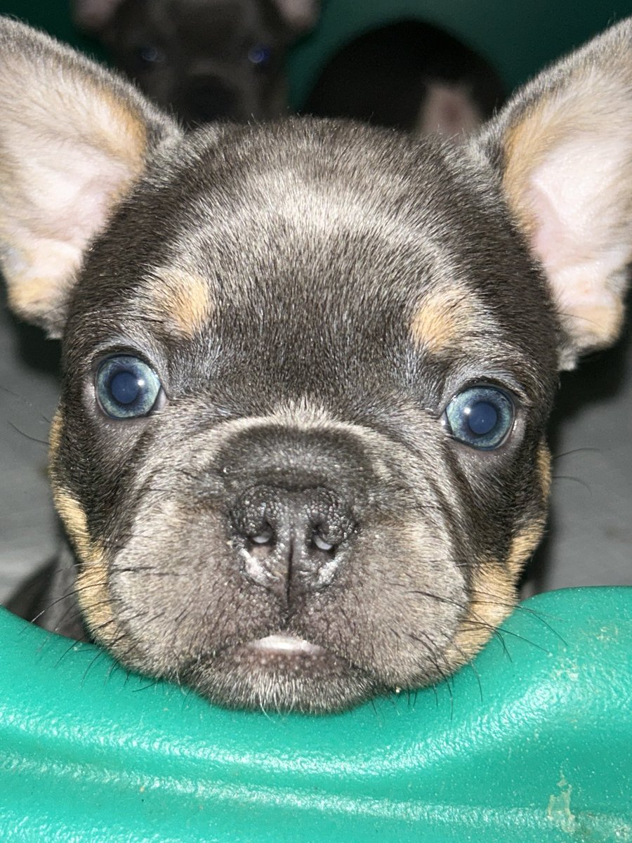 BaysideFrenchie's tweet image. We have 2 girl and a boy, blue-tri Frenchie pups ready to go to new homes. Will deliver - 95 corridor between DC and Boston. Pick up in Maryland. Visit website for details.  #FrenchBulldog #Puppies #AvailablePuppies #PuppyLove