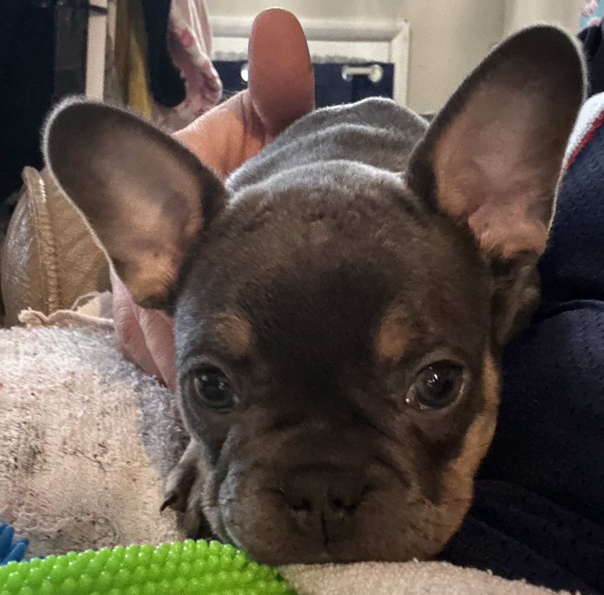 BaysideFrenchie's tweet image. We have 2 girl and a boy, blue-tri Frenchie pups ready to go to new homes. Will deliver - 95 corridor between DC and Boston. Pick up in Maryland. Visit website for details.  #FrenchBulldog #Puppies #AvailablePuppies #PuppyLove