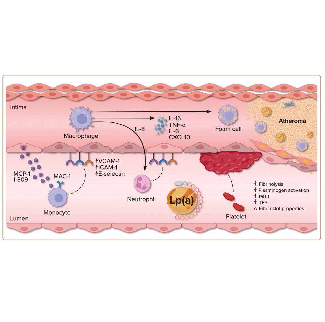 Annalisa Filtz tweet media