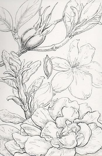 Today's Nature Post is Gardenia! 😄

This genus of evergreen shrubs and trees are native to Asia, Madagascar, the Pacific Islands, and tropical/subtropical regions of Africa. Spiritually, it represents refinement, purity, secret love, beauty, water, and the moon.

🌸