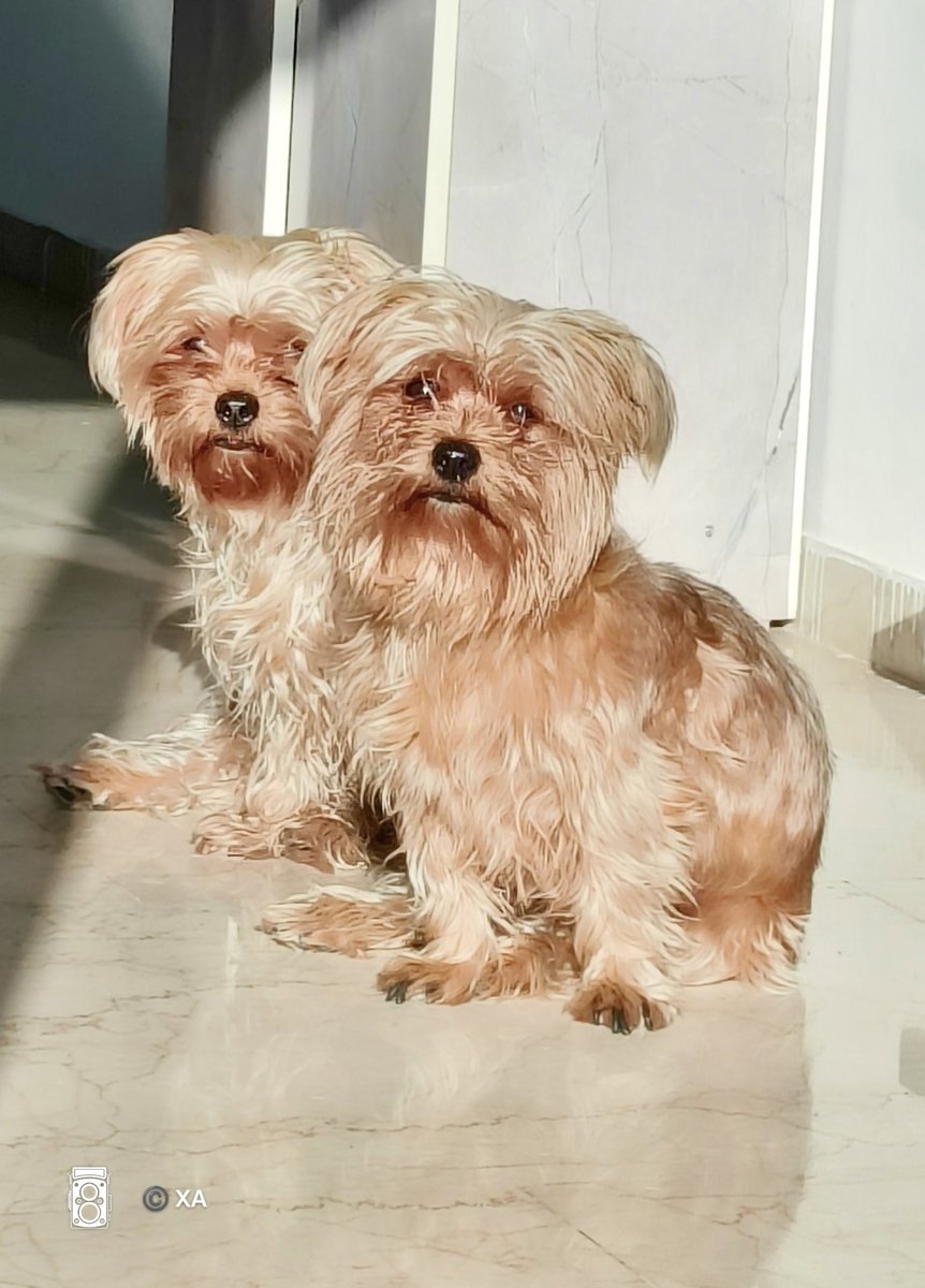 swordsnhammer's tweet image. Double the fluff, double the trouble! #Twosday 
The #two-headed monster that only appears for #treats 😄