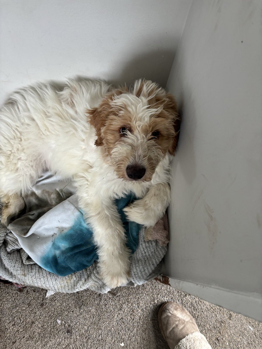 QuixoticProle's tweet photo. Columbus, Ohio

Puppies looking for forever home https://t.co/Ai73hwv5fZ