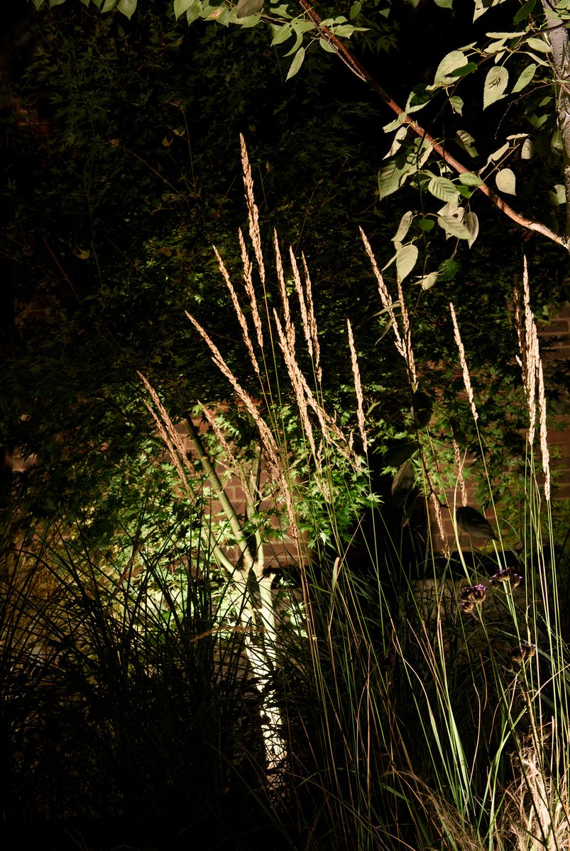 MoonlightDes's tweet image. Subtle 2700k lighting brings ornamental grasses to life. Low voltage and completely cable-free. Designed and installed by Moonlight Design.

Photo taken by @joanna_kossak 

#GardenLighting #LandscapeLighting #PlantingDesign