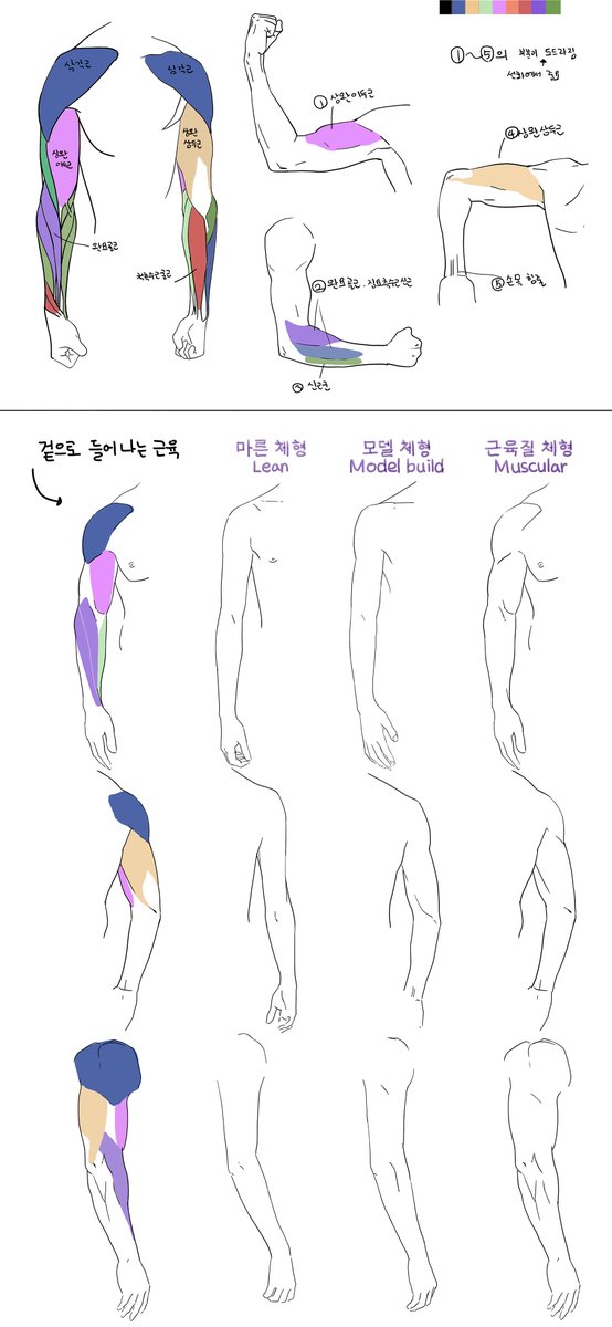 mellowj12's tweet photo. 남성 체형별 팔근육 비교. https://t.co/tyCNf6UD0k