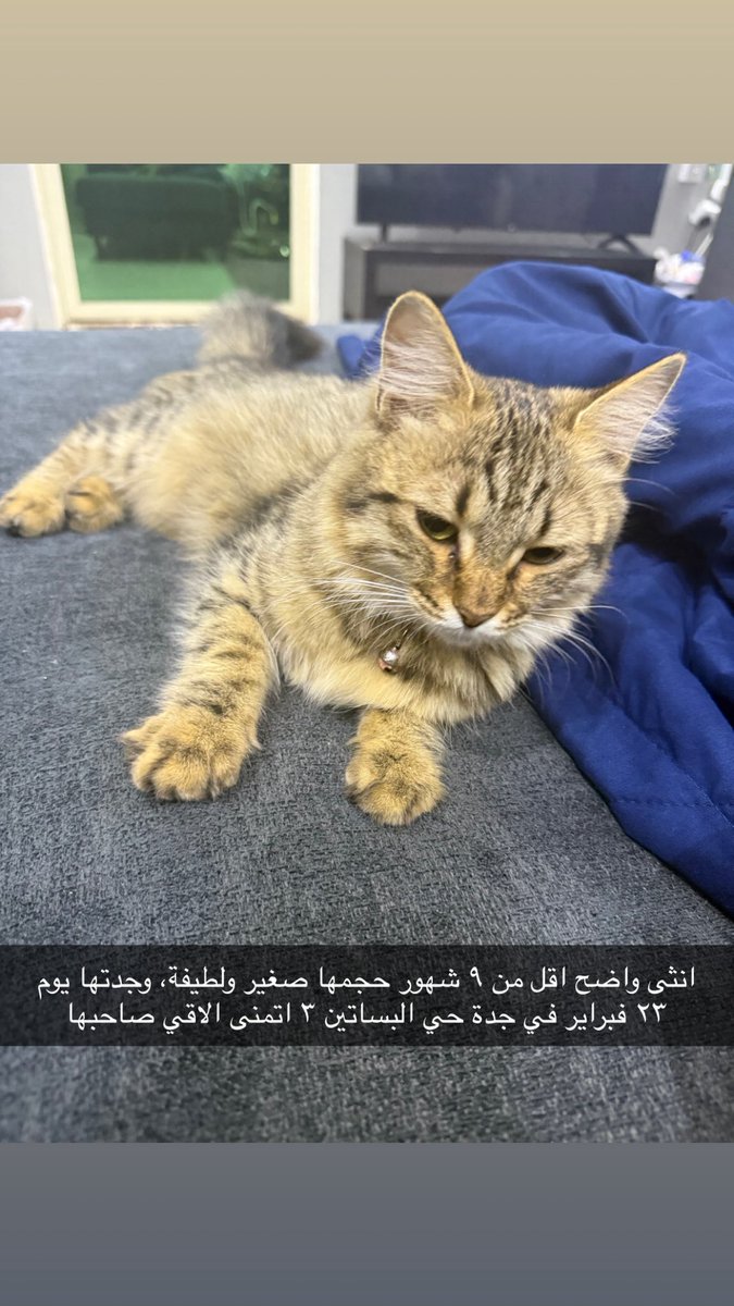 IJohani's tweet photo. #قط_مفقود #قطة_مفقودة #قطط_جدة https://t.co/CTtETksIc0