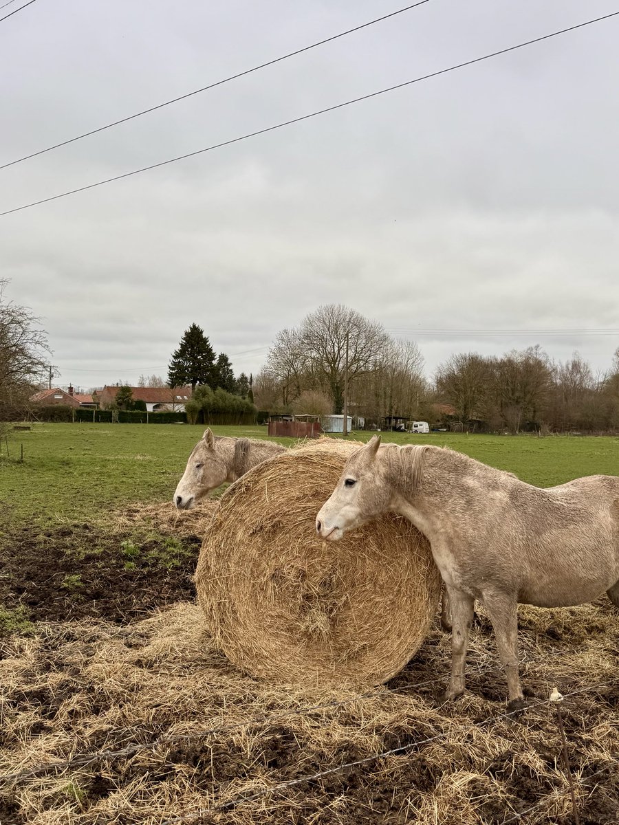 cris 59279 tweet media