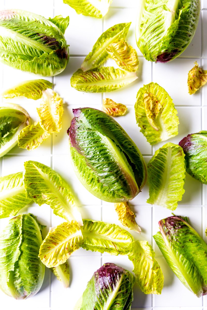 BabeFarms's tweet photo. Looking to add even more pop? Try our Ruby Ro-Minis™. With red-dipped and speckled leaves, they bring more color and contrast to the plate.

👉 Reach out to your sales rep to add Ro-Minis™ to your lettuce lineup. https://t.co/hYJeXbGhzD