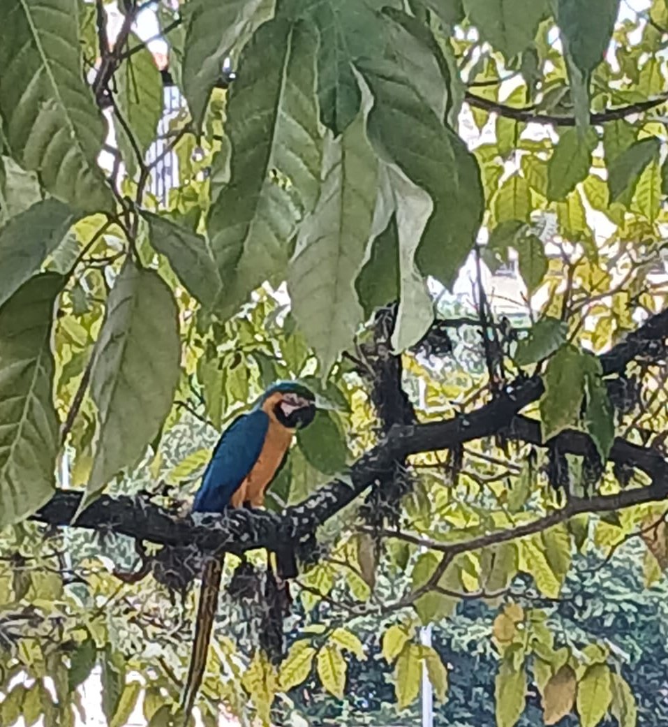 mirhh_j's tweet photo. Si alguien aun tiene dudas sobre la belleza natural, aquí les dejo ésto a ver si no es admirable 🙂‍↔️♾️💯💘🦜 
Feliz y bendecido martes ❣️🌀 https://t.co/SIMShuktiv