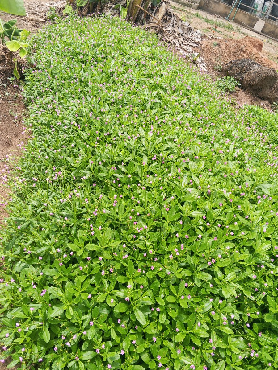 No do waterleaf farming now o.

Money no de there!