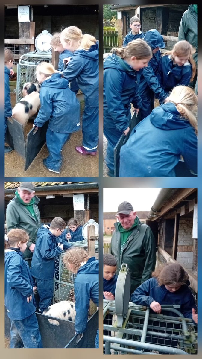 BHallTrips's tweet photo. Group1 chickens and pig weighing!fun had by all. https://t.co/ZiCv3Pct7U