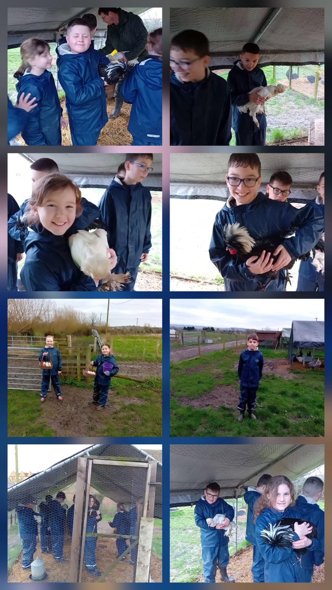 BHallTrips's tweet photo. Group1 chickens and pig weighing!fun had by all. https://t.co/ZiCv3Pct7U