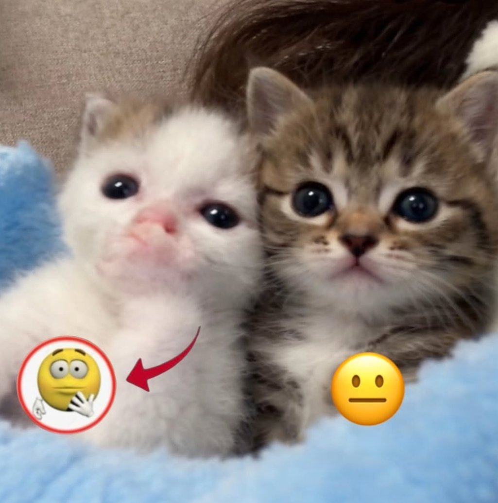 catsdotjpg's tweet photo. https://t.co/6gWVOkltV3