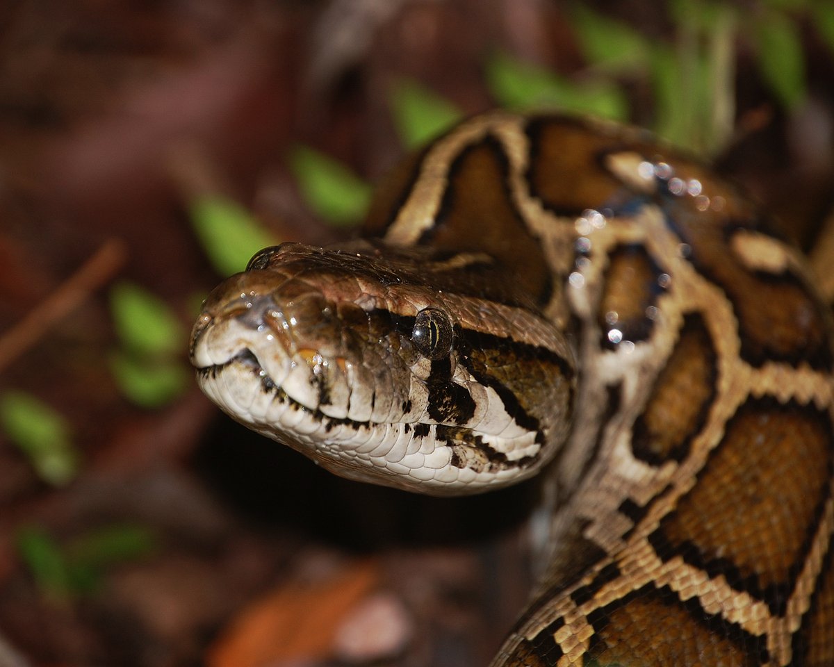 U.S. Fish and Wildlife Service tweet media