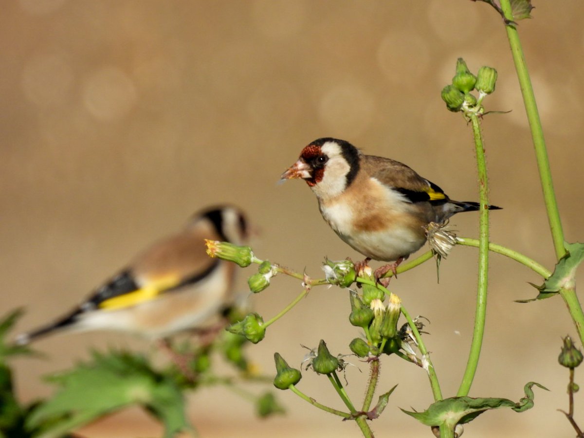 Saka (𝑪𝒂𝒓𝒅𝒖𝒆𝒍𝒊𝒔 𝒄𝒂𝒓𝒅𝒖𝒆𝒍𝒊𝒔) #hangitür