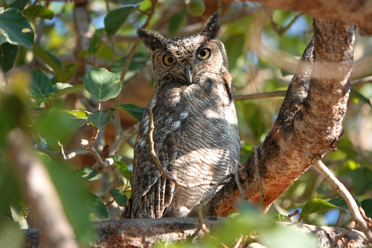 Long Nab Birder tweet media