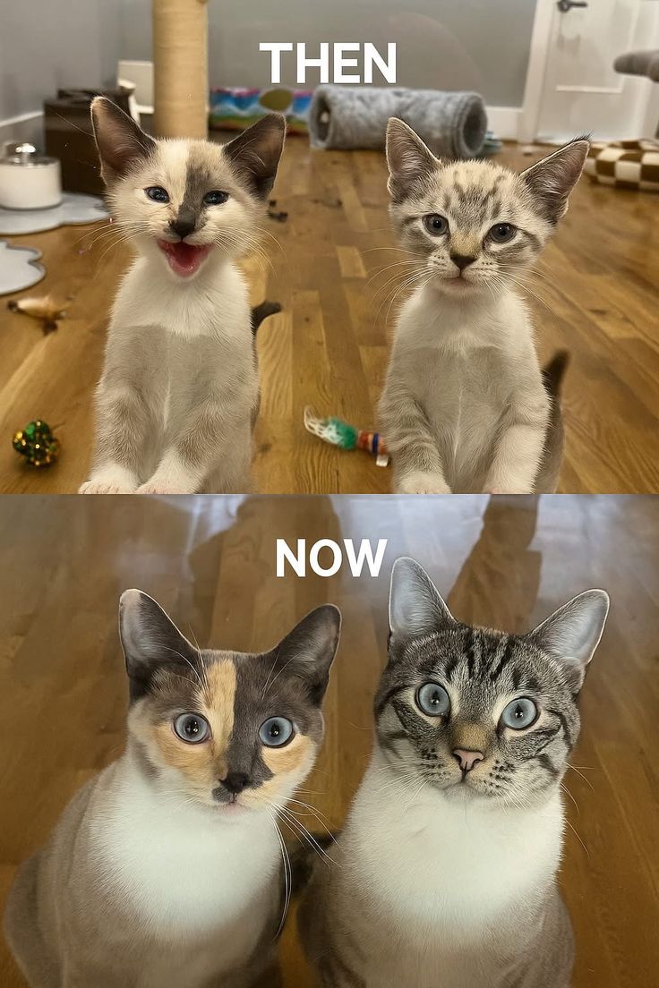 Cat is Amazing 🐈‍⬛ (@amazingcatss) on Twitter photo 