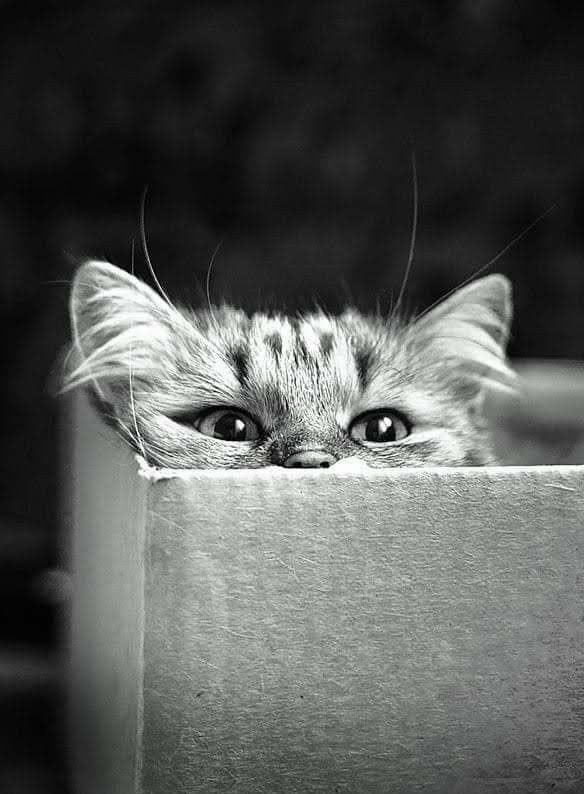 "No me importa saber si un 
 animal puede razonar. Solo 
sé que es capaz de sufrir y por 
ello lo considero mi prójimo".

       — Albert Schweitzer