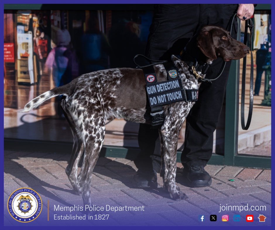 MEM_PoliceDept's tweet photo. Hidden firearm? Not for long.

During an aggravated assault investigation, Gun Detection K9 Cash used his specialized training to locate a loaded handgun that was later confirmed stolen. The firearm was safely recovered and secured.

Great work by K9 Cash and his handler, Lt. Rice.

Read more: https://t.co/z7uy3mraAR