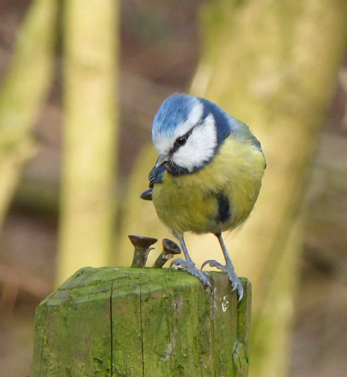 Mel Rowell 🦖 tweet media