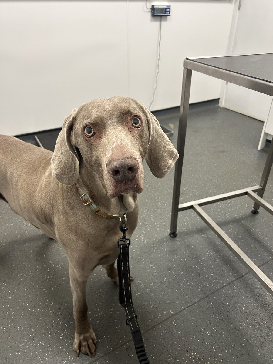 Sara Cox tweet media