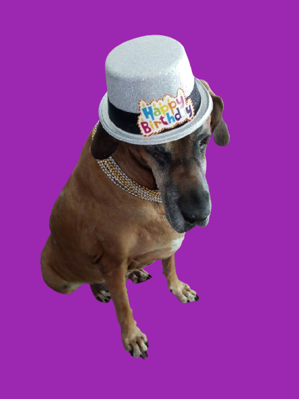 EverythingSven's tweet image. Happy 7th Birthday to the bestest goodest boy in the world !!!  I wouldn't change a thing, and I hope we get another 7 yrs together. Love you to the Moon &amp;amp; Back! 
#everythingsven #birthdayboy #bigpuppi #servicedogsven