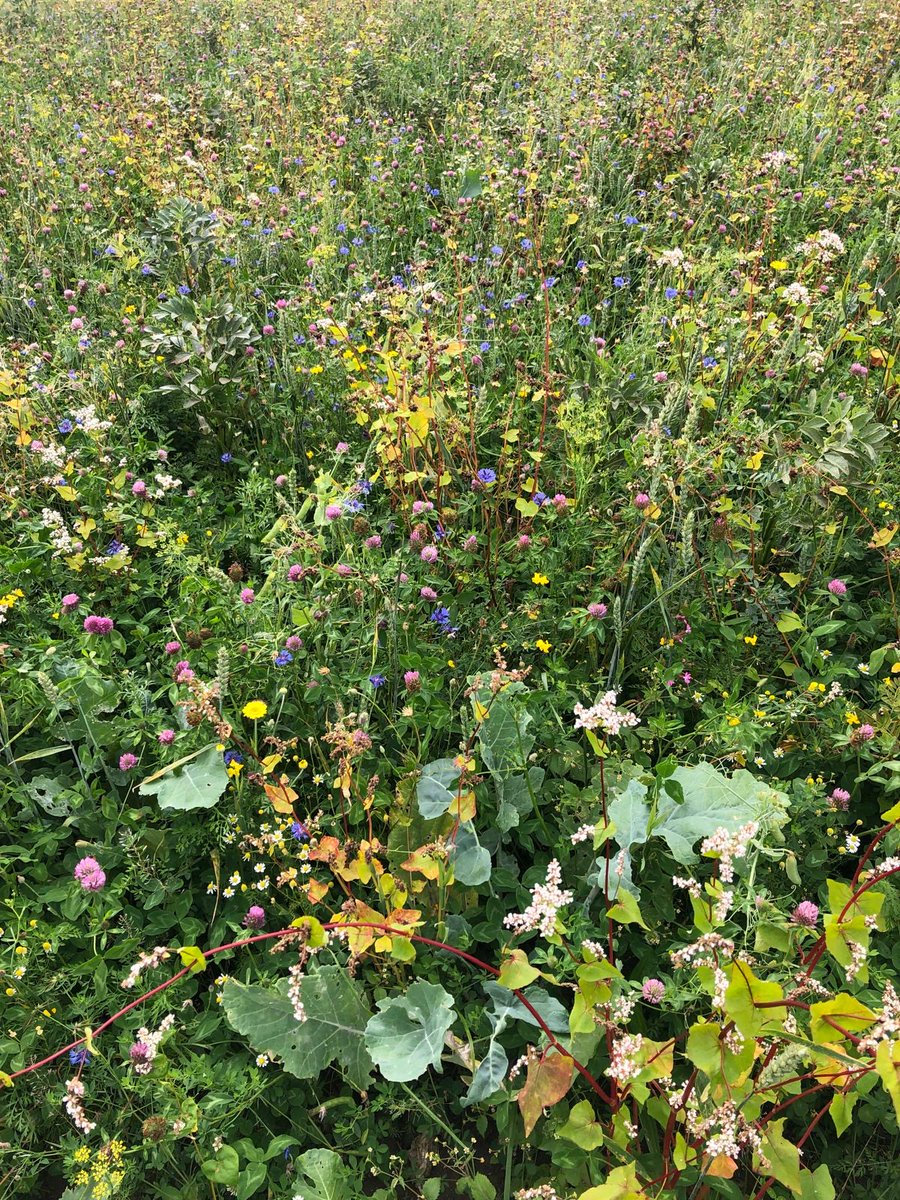 Ben Koks tweet media