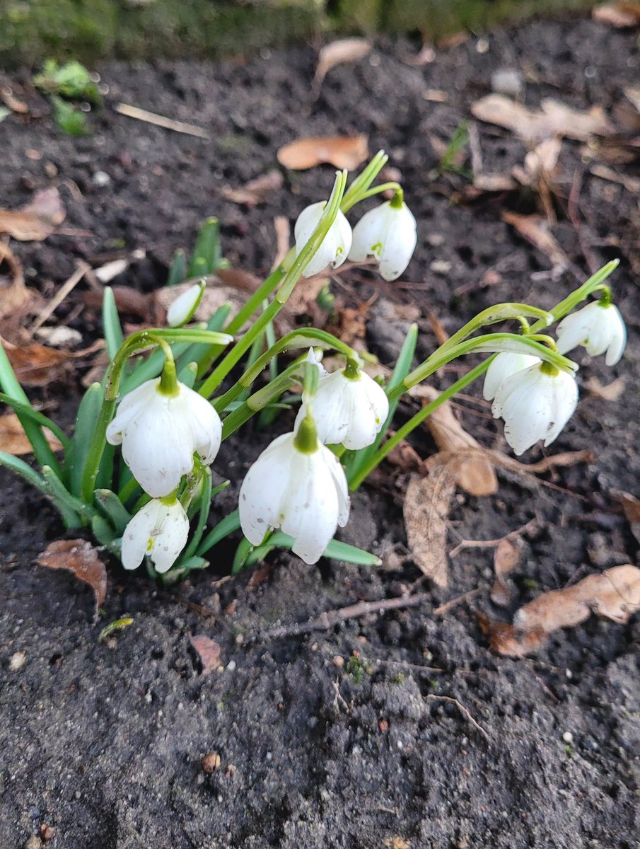 Przebiśniegi, zwiastuny wiosny 🤍🤍🤍