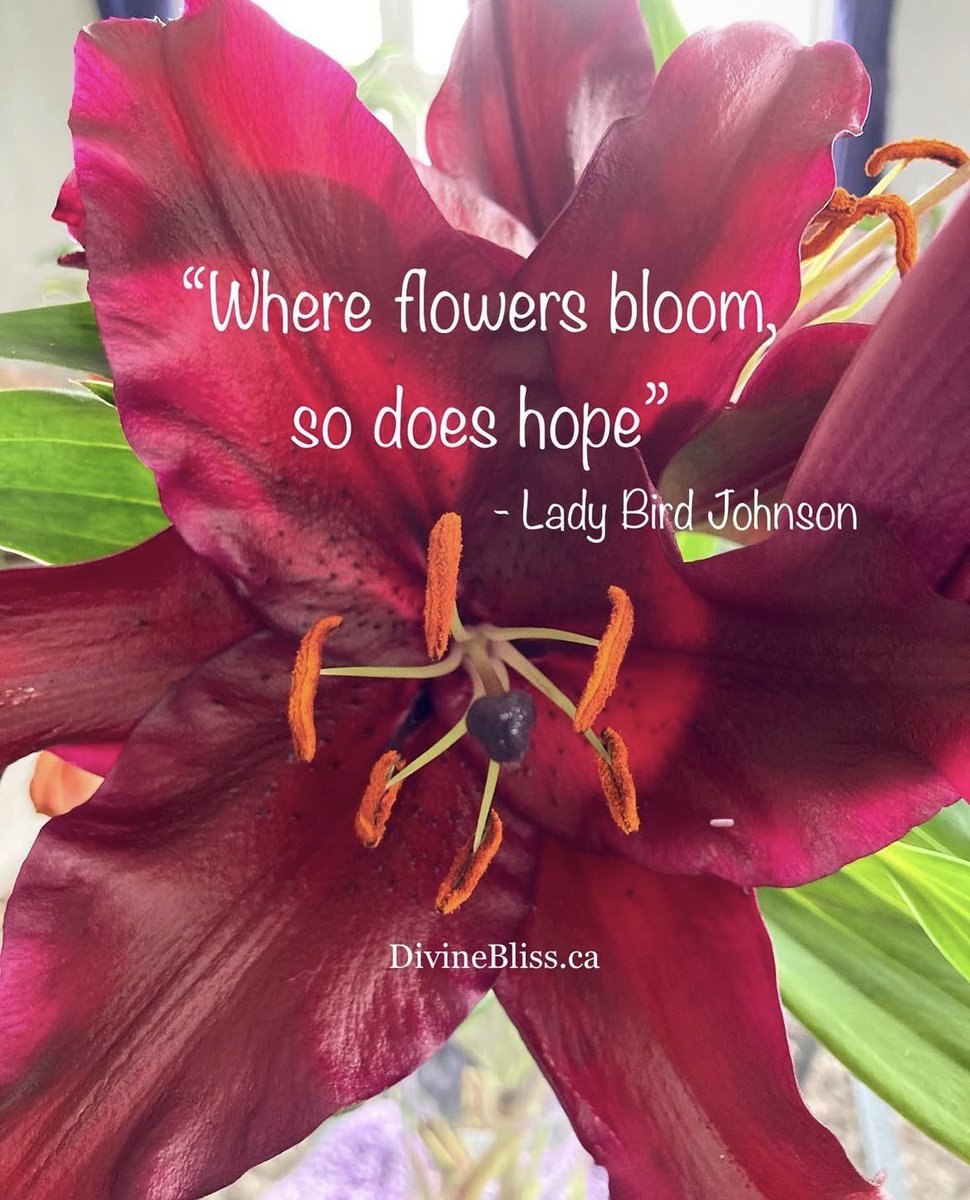 DivineBlissCorp's tweet photo. “Where flowers bloom, so does hope.” - Lady Bird Johnson 💖🌸🙏

#whereflowersbloom #messagesofhope #inspiringwords #beautifulquotes https://t.co/JoRubNzQRn