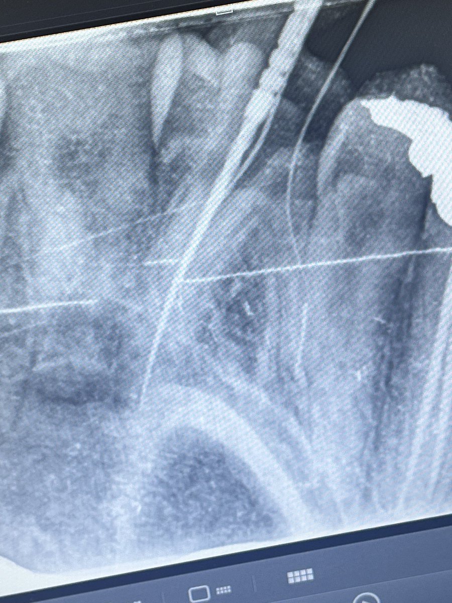 grushenka tweet media