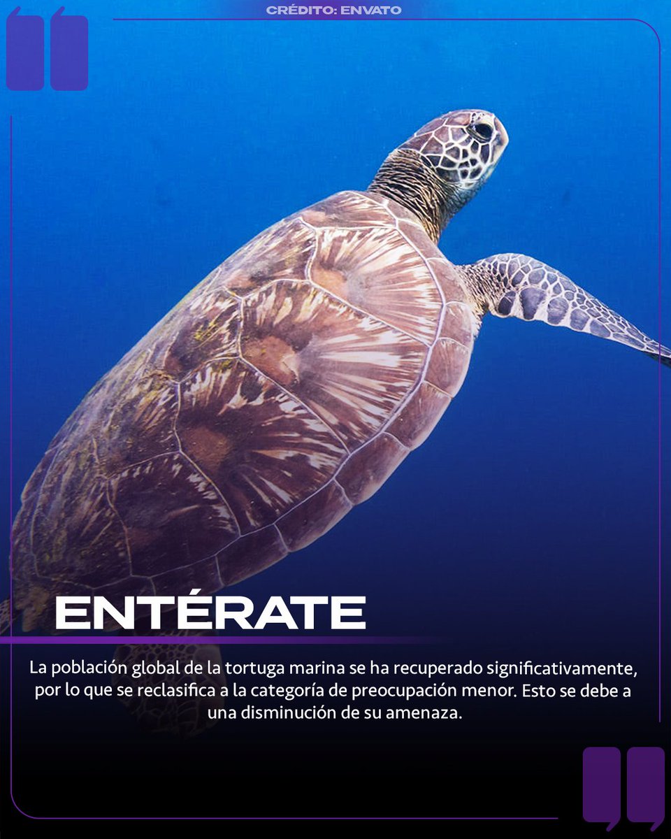 #Entérate | En México habitan 6 especies de tortugas que llegan a las costas del Pacífico, Golfo de México y Caribe, las cuales son: la Tortuga Lora, Caguama, Laúd, Tortuga Verde o Prieta y la Carey. 🐢🌊 

El estado de conservación de las especies varía entre países, ya que